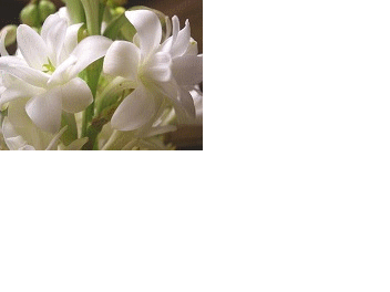 گل مریم - به روز رسانی :  8:23 ع 89/6/17
عنوان آخرین نوشته : گــمشده